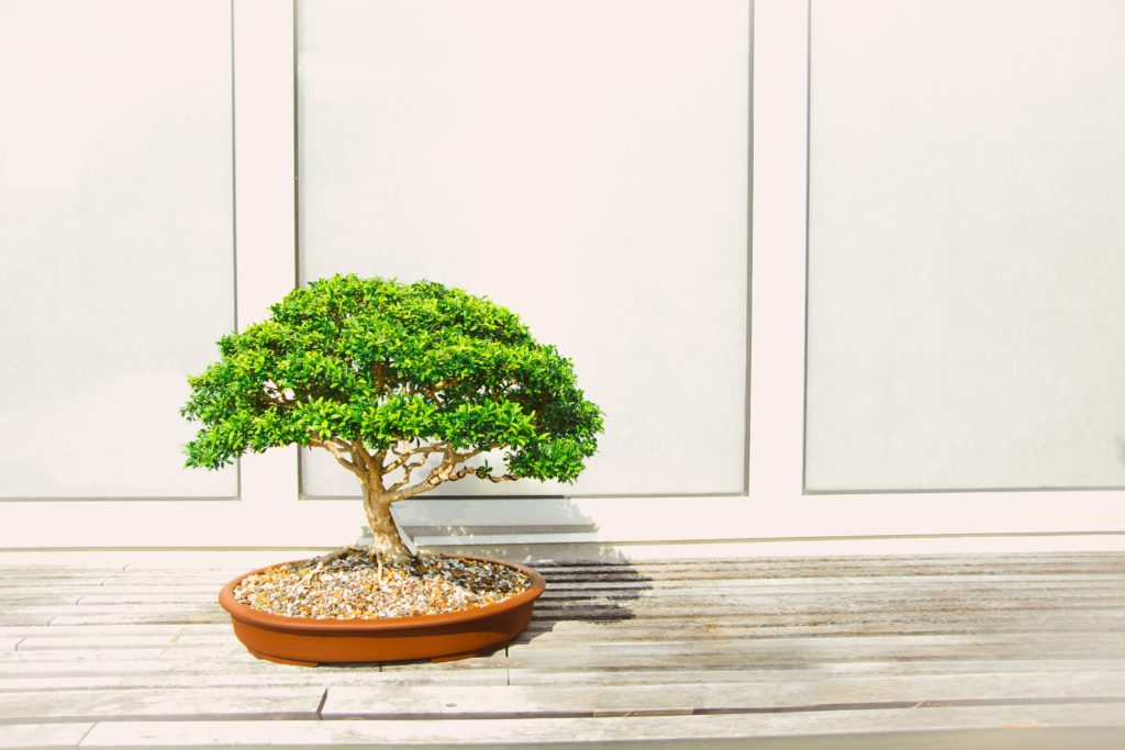 bonsai matrimonio 2019 bonsai matrimonio 2019